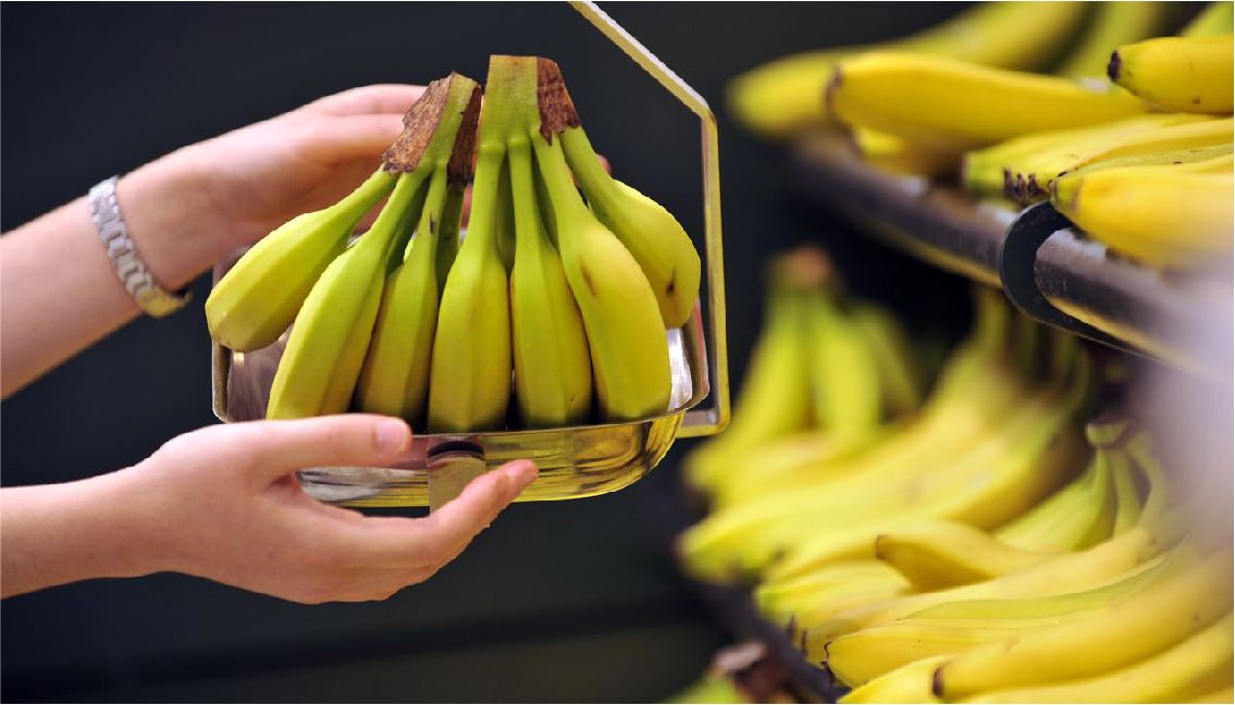 Bananas selecionadas para abastecer seu estabelecimento